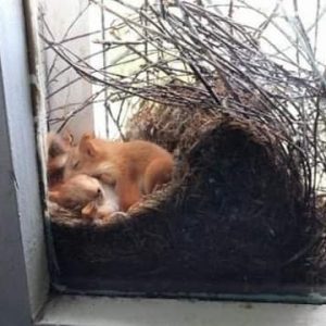 Mother Saw Squirrels In Her Window – But When She Taken A Closer Look At Them She Called The Police Immediately.. Full Story in Comment👇👇