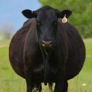 He Recently Spent .5k On A Young Registered Black Angus Bull