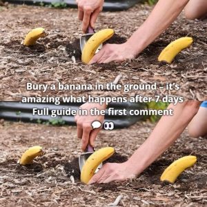 Bury a banana in the ground – it’s amazing what happens after 7 days