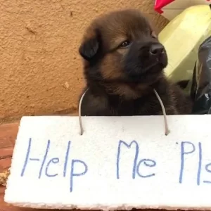 Adorable abandoned puppy with a sign on his body is helplessly begging for human help when almost no one cares about it.lqh