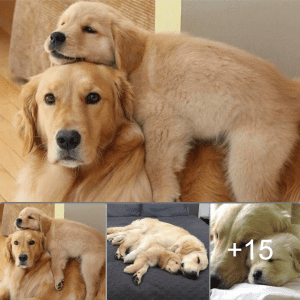 Bond of Love: A heartwarming moment unfolds as a mother and puppy share an embrace while sleeping, beautifully illustrating their connection of affection.lqh