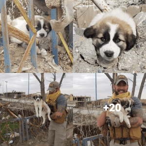 In an incredible odyssey, a loyal dog defies borders and war zones, embarking on a 5000 km journey to reunite with his beloved owner, showcasing the deep emotional connection and loyalty that dogs have for their humans.lqh