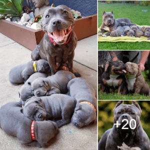 The pride pitbull mother joyfully greets the arrival of six adorable puppies into the world, spreading love everywhere.lqh