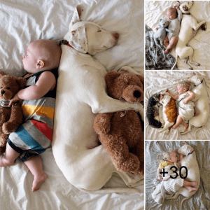 Incredible Bond: Abused Dog Finds Solace and Comfort in Heartwarming Friendship with a Baby.lqh