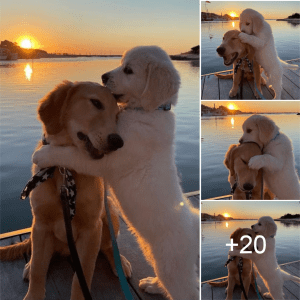 Millions of hearts melt as they witness a heartwarming moment of a dog comforted after receiving the owner’s scolding.lqh