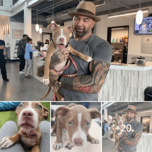 Dave Bautista Adopts Horribly Abused Pit Bull Puppy Found Eating Trash In Cemetery.lqh