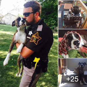 A heartwarming moment, a dog abandoned by her owners and left to fend for herself found a new home and a loving family, thanks to the kind-hearted sheriff who rescued her.lqh