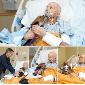 ”A Touching Reunion: A Terminally Ill Veteran’s Last Wish Is Fulfilled With an Emotional Farewell to His Beloved Dog”.lqh