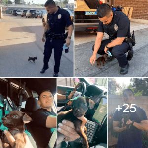 A tiny abandoned puppy chases a police officer down the street, pleading to be adopted….. It touched the officer’s heart, making the impossible to refuse.lqh