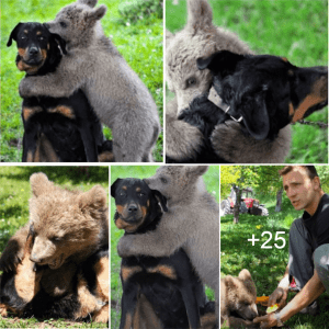 Bear Cub Visits Family’s Garden, Embraces The Dog After He Attempts To Bark And Warn The Owners.lqh