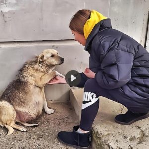 In the cold, the desperate cries of an abandoned pregnant dog echoed. Thanks to a kind heart, the girl rescued the dog, and her compassionate act resonated, evoking a powerful emotion about love for animals.lqh