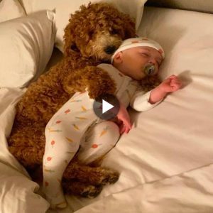 Upon meeting the newborn baby for the first time, Jade, the dog, embraced the infant and serenely drifted into a deep sleep. The 9 months and 10 days of anticipation for the baby with “the mother” surpassed happiness expectations, evoking unique emotions for both the families and viewers.lqh