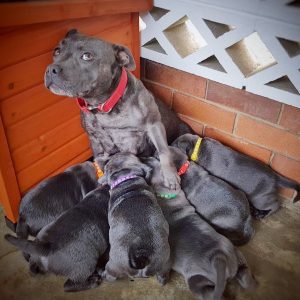 ”A Heartwarming Miracle Unveils: Witness the Devoted Canine Proudly Introducing His Six Adorable Puppies to a World Overflowing with Love.”lqh