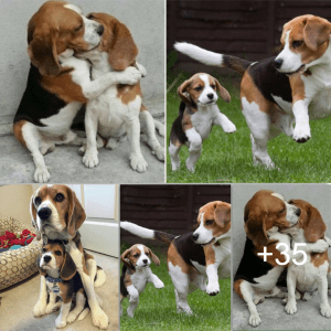 After 10 months of separation, the mother dog hugged the puppy after being reunited, making the owner extremely touched and hesitant to separate them again.lqh