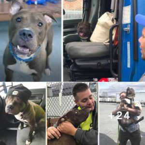 Man Drives 2,800 Miles To Save Pit Bull From Being Put Down.lqh