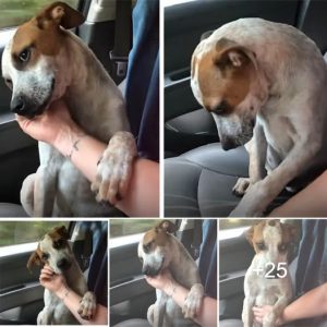 A mother was moved to tears when the shelter dog she had recently adopted demonstrated his gratitude during the journey back home.lqh