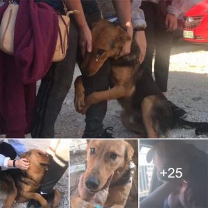 He begs stranger people who stop to pet him on the street “Please don’t leave me alone there”.lqh