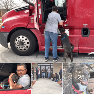 Happy ending for shelter dog after 372 days: Finds new dad and climbs into truck with joy.lqh