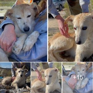 The blind dog abandoned at the landfill couldn’t help but shed tears of joy when a compassionate woman rescued him, enveloping him with the love and warmth he had been missing.lqh