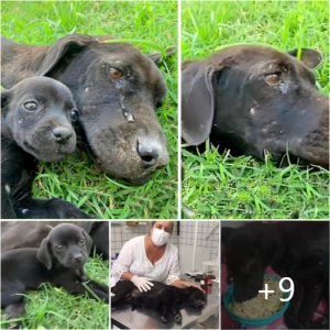 We couldn’t help but cry as the tired mother dog let out a heart-wrenching cry, her desperate call for food a lifeline for her hungry pups in need of rescue.lqh