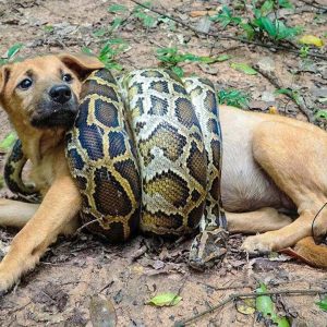 The heart-rending cry of a courageous puppy trying to save his mother from the clutches of a giant python, leads to an unexpected twist.lqh