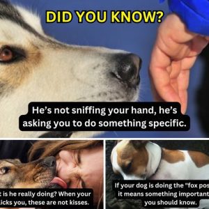 What Your Dog is Really Telling You – Your Life