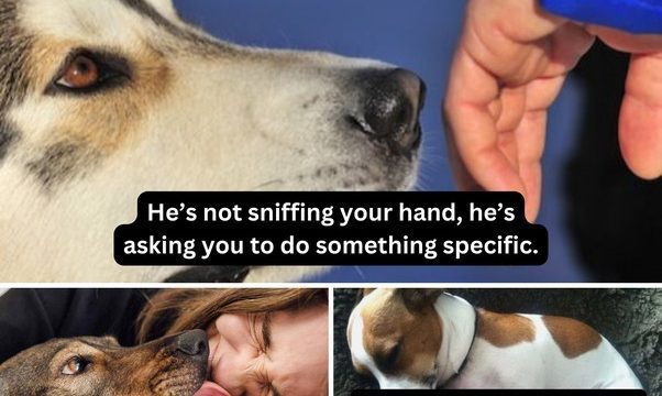 What Your Dog is Really Telling You – Your Life