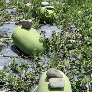 Went to grandma’s garden to play but for some reason she put a stone on top of the melon