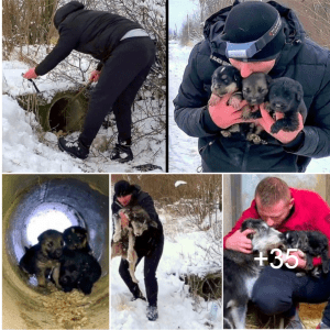 A courageous man’s relentless efforts to save dying puppies from a pipe in the midst of a blizzard showcase his incredible determination and heroism.lqh