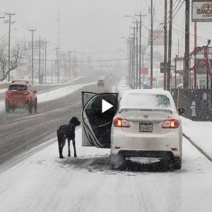 Amidst a snowy storm, a stray dog discovered solace and warmth, its fortune turning as it serendipitously crossed paths with a kind-hearted soul, extending shelter and compassion in the midst of the wintry tempest.lqh