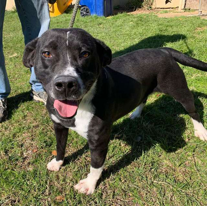 This Friendly Doggo Likes To Hold Hands With People Passing By His Kennel