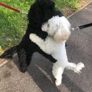 The meeting of two dogs expressed their love with a passionate hug on the street, making passersby admire them