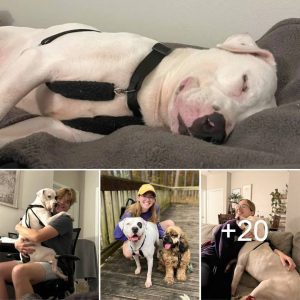 After over 500 days of waiting in the shelter, the adopted dog smiles and falls asleep in the arms of its new owner when he finally finds a loving family