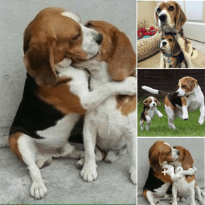 After a 10-month separation, the mother dog warmly reunited with her puppy, stirring deep emotions in the owner and fostering a strong resolve to prevent any further separation.lqh