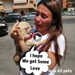 After 8 Years Apart, Little Chihuahua Joyfully Reunites with Her Family.lqh