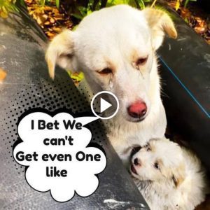 Guardian Angel: Mother Dog Protects Puppies in Impromptu Shelter on the Streets.lqh