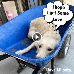 Dog Transported in a Wheelbarrow for Euthanasia Given Another Opportunity.lqh