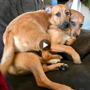 Adopted dog Cathee quickly formed a close bond with her new brother, realizing her long-standing wish for another sibling and warming the hearts of the entire family.lqh