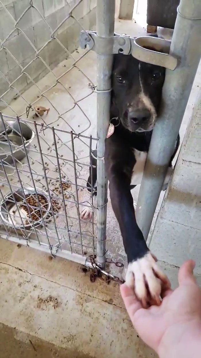 This Friendly Doggo Likes To Hold Hands With People Passing By His Kennel