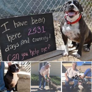 Emotional Moment When A Shelter Dog Realizes He’s Adopted.lqh