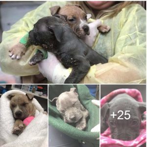 The kind-hearted lady who rescued two helpless, three-week-old abandoned puppies fills everyone’s hearts with warmth.lqh