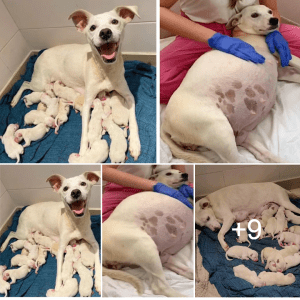 Left abandoned at the shelter, a mama dog, nine weeks pregnant, goes on to deliver 14 adorable puppies, creating a heartwarming tableau of new life and hope emerging from a backdrop of abandonment.lqh