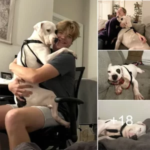 The dog, adopted from a shelter after over 390 days of waiting, smiles and falls asleep in the arms of its new owner, touching the hearts of millions.lqh