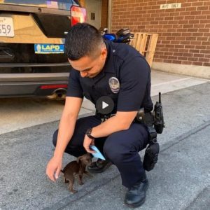 TN A touching story about kindness: A small dog walked along the street with a policeman, begging to be adopted. ‎