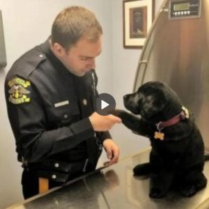 The abandoned dog named Hansa was rescued by the police. He consistently displayed adorable gestures towards the police officer, expressing a desire to stay at the station and become a military dog to contribute in useful ways to the country.lqh