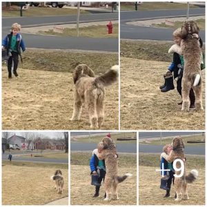 Bernedoodle captivates 7 million hearts by embracing his little brother after school.lqh