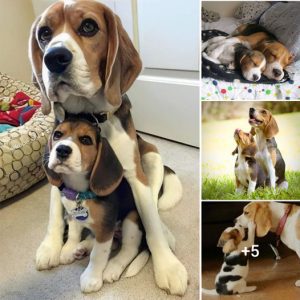 The Unbreakable Bond: The Beagle’s Warm Motherly Love and Protective Instinct for Her child.lqh