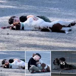 Little Boy Becomes Best Friend With A Random Basset Hound At The Dog Park.lqh