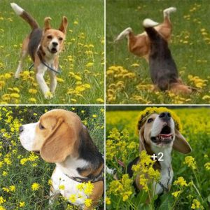 “Adorable Beagle’s Hilarious Mishap: The Quest for a Wreath”.lqh