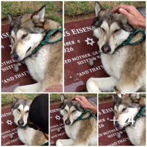 A mournful Husky, heartbroken, can’t stop crying as it stands by the grave of its owner.lqh